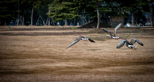 Bird flying over a field