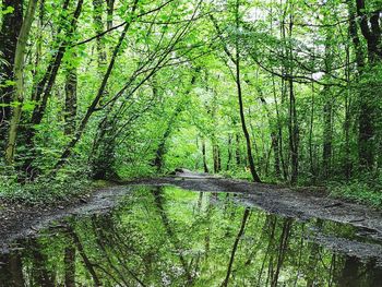 Scenic view of trees in forest