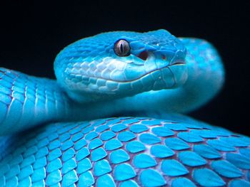 Beautyful blue viper