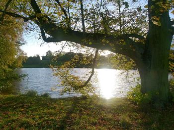 Reflection of trees in lake against sky