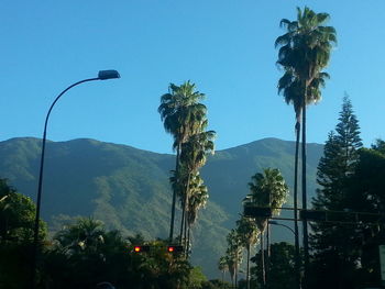 Palm trees against clear blue sky