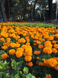 Close-up of yellow flowers