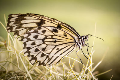 Close-up of butterfly pollinating flower