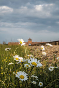 Close-up of yellow flowers blooming on field