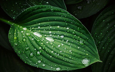 Close-up of water drops on leaf