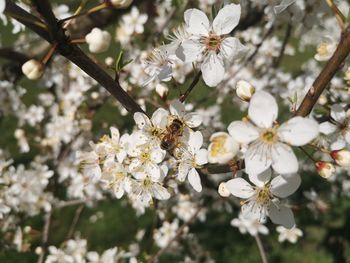 Close-up of bee on cherry blossom