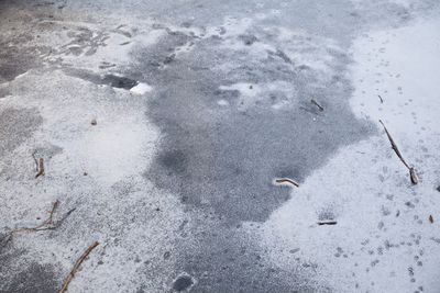 High angle view of lizard on snow