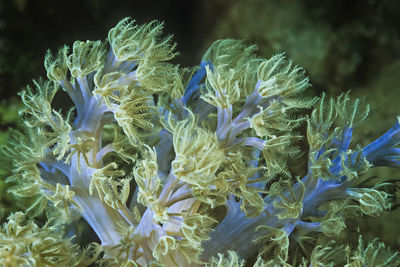 An iridescent blue soft coral in madagascar.