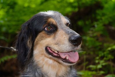 Close-up of dog looking away