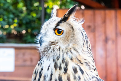 Close-up of a bird