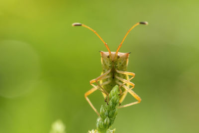 Close-up of insect on plant