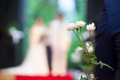 Close-up of flowering plant against blurred background