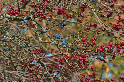 Close-up of berries growing on tree