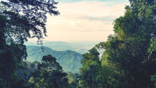 Trees in forest against sky