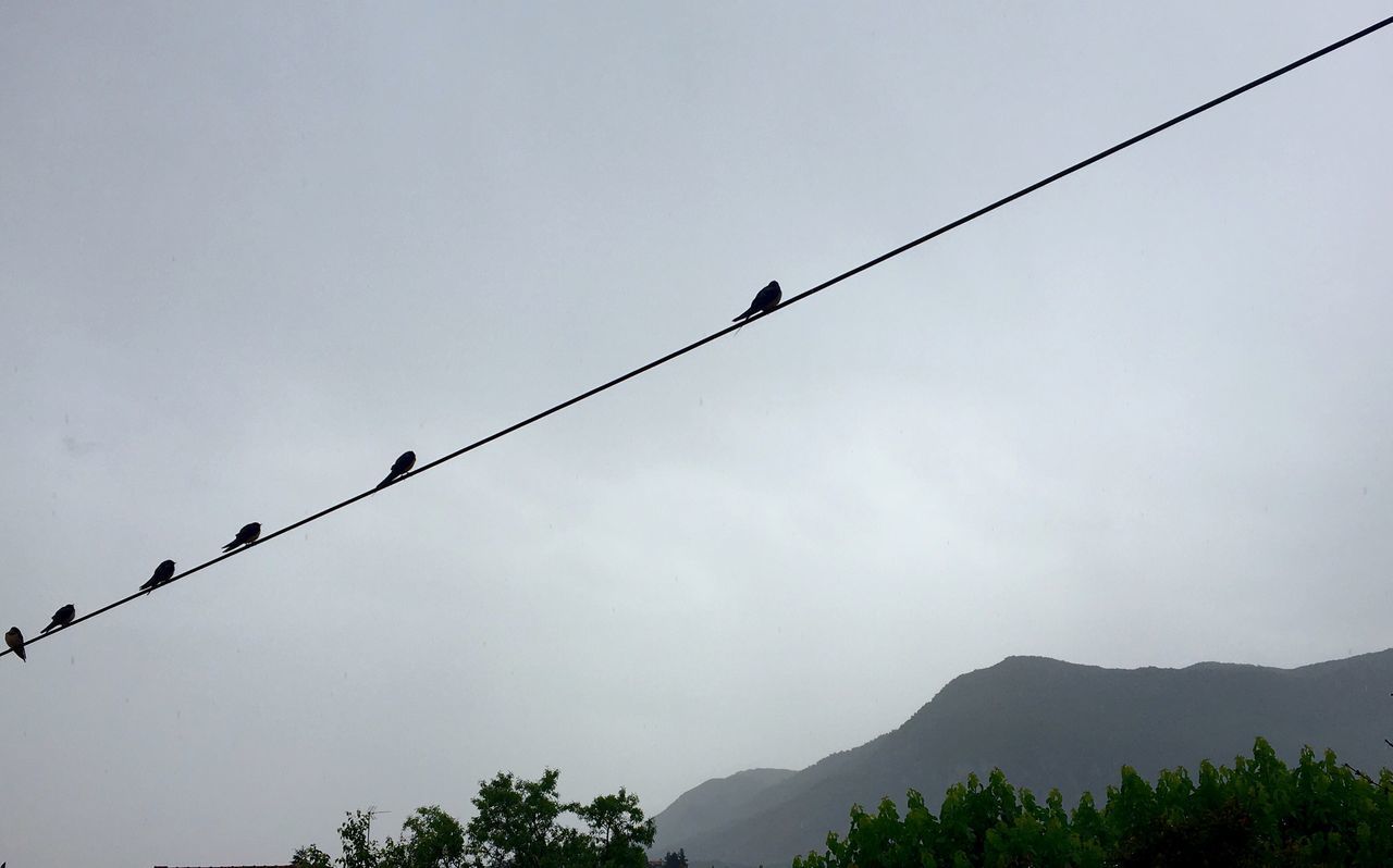 LOW ANGLE VIEW OF SILHOUETTE BIRDS ON TREE AGAINST SKY