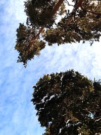 Low angle view of tree against sky