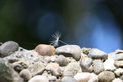 Close-up of crab on rock