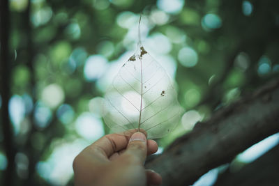 Cropped hand of person holding leaf veins in park