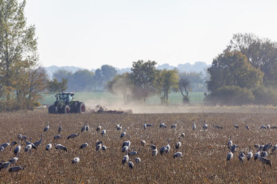 Cranes on a field