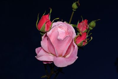 Close-up of pink rose against black background