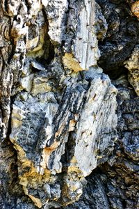 Full frame shot of tree trunk