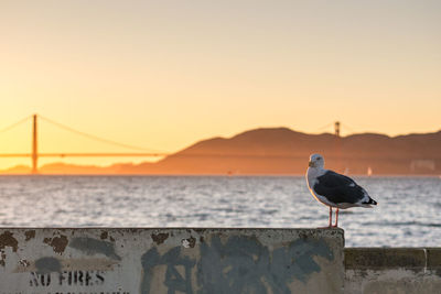 Seagull perching on wall by sea against sky during sunset