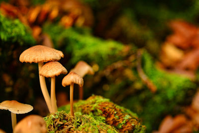 Close-up of mushroom growing on field