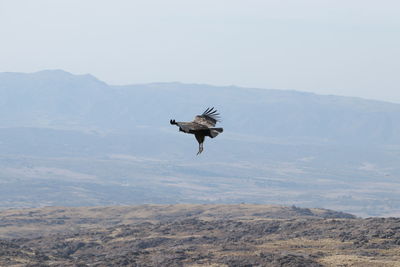 Bird flying over mountain range against clear sky