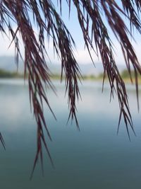 Close-up of stalks in lake against sky