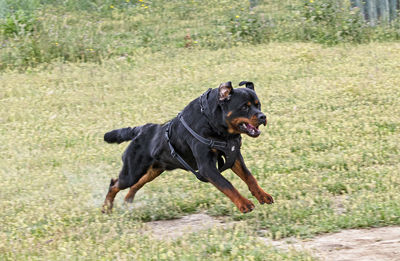 Dogs running on field