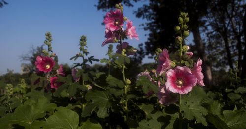 Close-up of pink flower blooming in garden