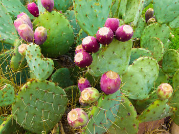 Full frame shot of prickly pear cactus growing outdoors
