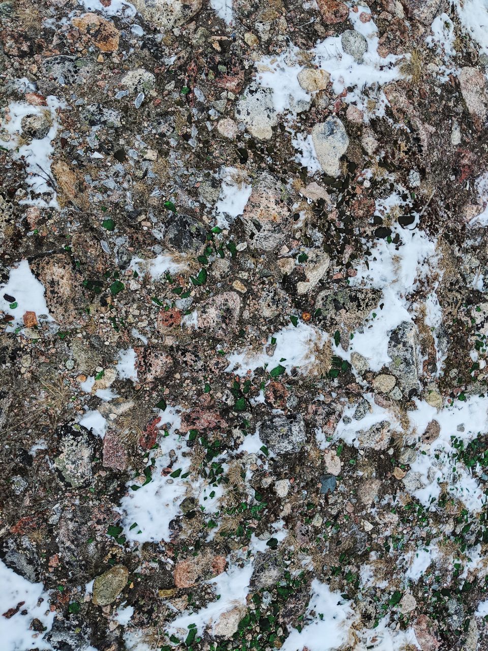 FULL FRAME SHOT OF LICHEN ON WALL