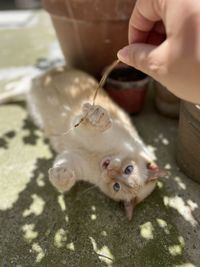 Close-up of hand holding food