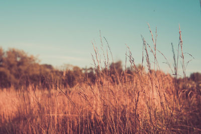 Close-up of stalks in field against sky