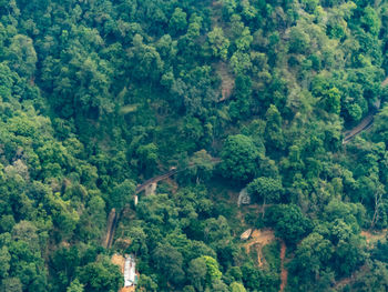 High angle view of trees in forest