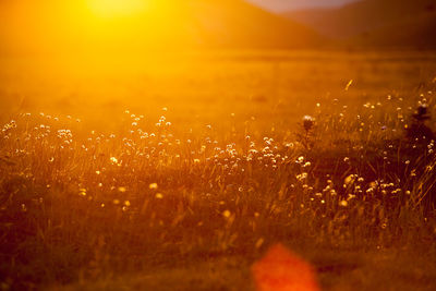 Flowering plants growing on field during sunset