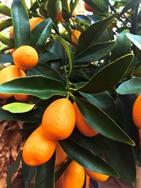 Close-up of orange fruit growing on tree