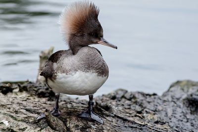 Close-up of young bird on rock