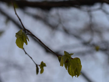 Close-up of plant
