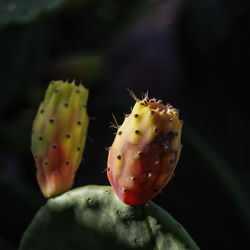 Close-up of prickly pear 