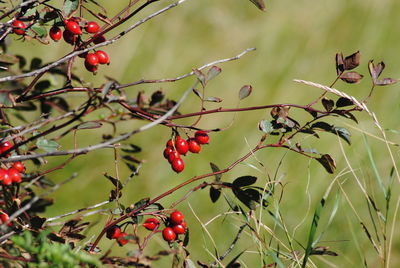 Red berries growing on tree