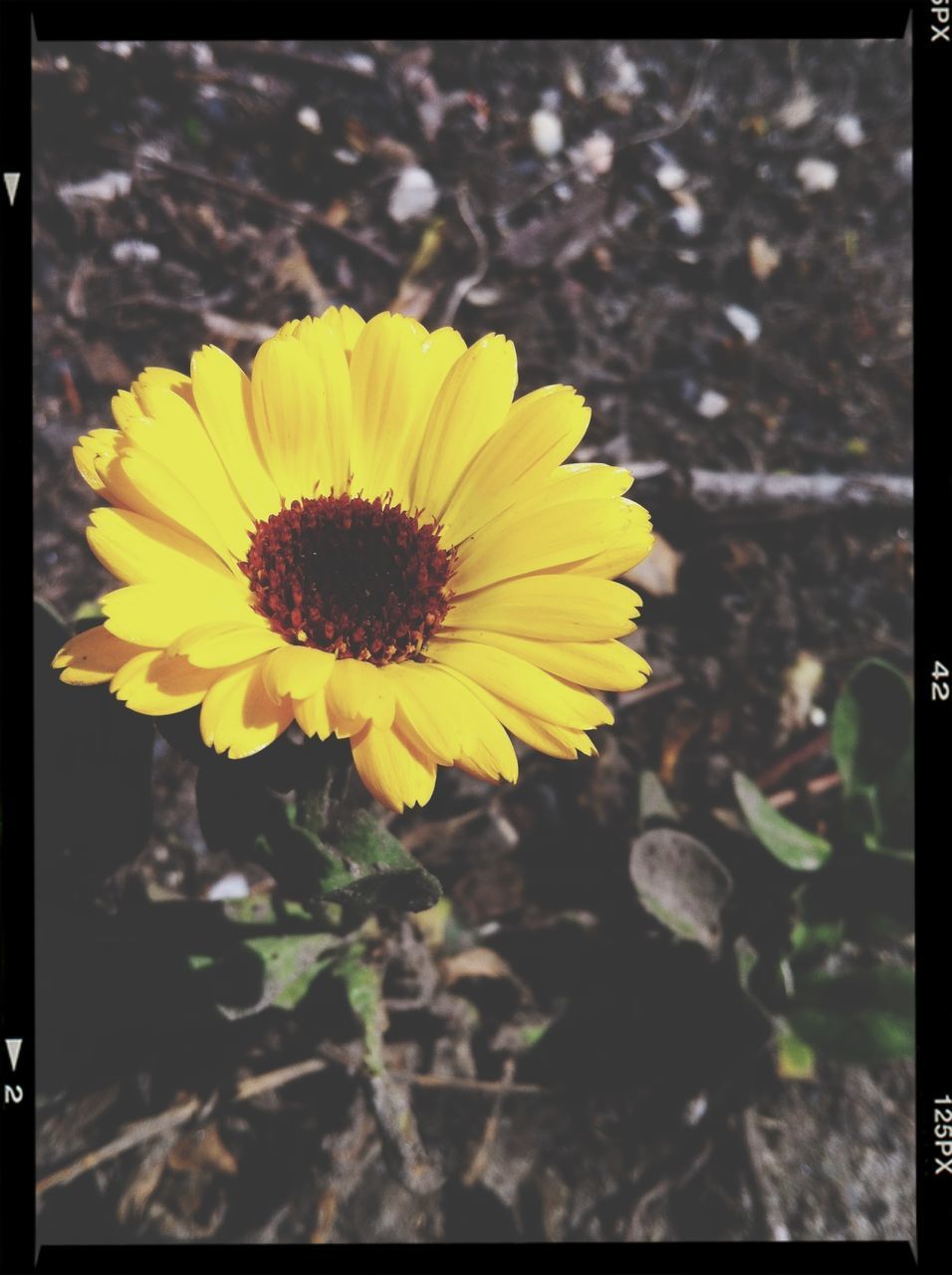 flower, petal, transfer print, flower head, freshness, fragility, yellow, growth, beauty in nature, auto post production filter, close-up, blooming, single flower, pollen, focus on foreground, nature, plant, in bloom, outdoors, blossom