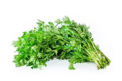 Close-up of green plant against white background