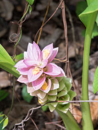 Close-up of pink flowering plant