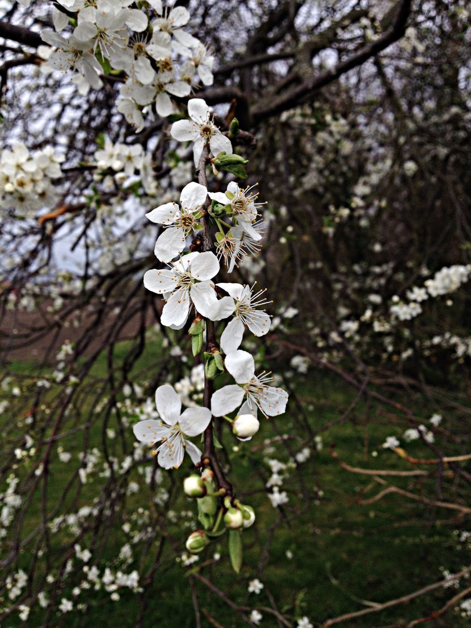 flower, freshness, growth, fragility, white color, beauty in nature, nature, branch, focus on foreground, close-up, blossom, petal, blooming, plant, twig, in bloom, tree, springtime, flower head, stem