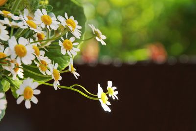 Daisy flowers blooming on plant