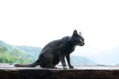 Cat looking away against sky