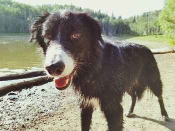 Close-up portrait of black dog against trees