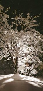 Frozen plants on land during winter